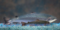 http://www.npr.org/sections/thesalt/2015/06/24/413755699/genetically-modified-salmon-coming-to-a-river-near-you