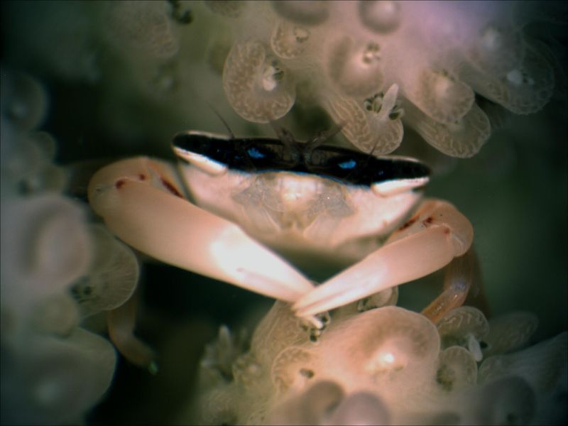 File:Stony Coral Crab.jpg
