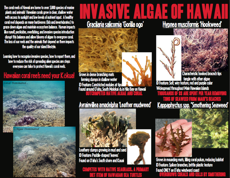 File:Invasive algae.png