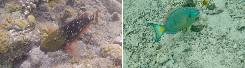 File:Stoplight-parrotfish-both-alvis.png