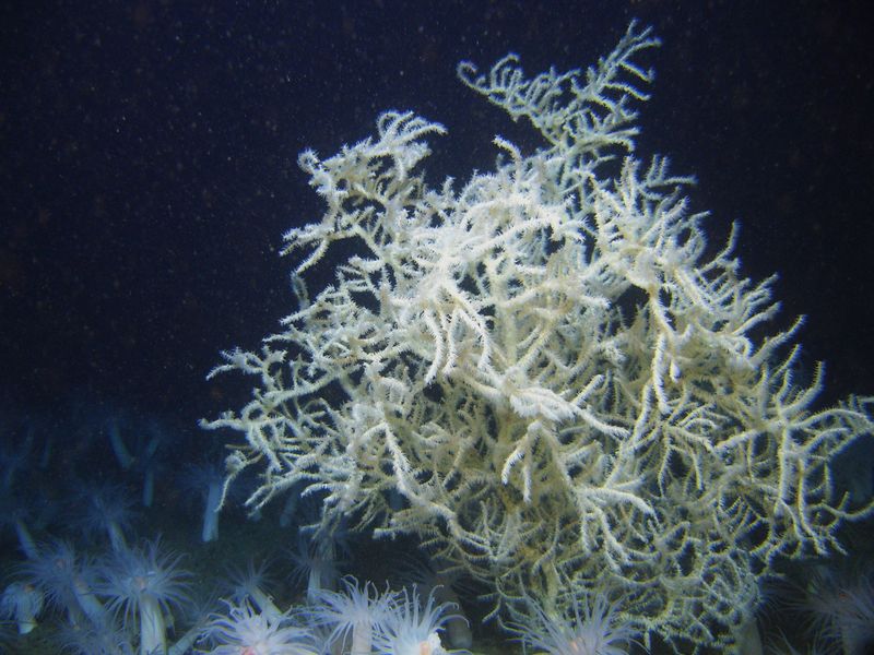 File:Leiopathes glaberrima black coral.jpg