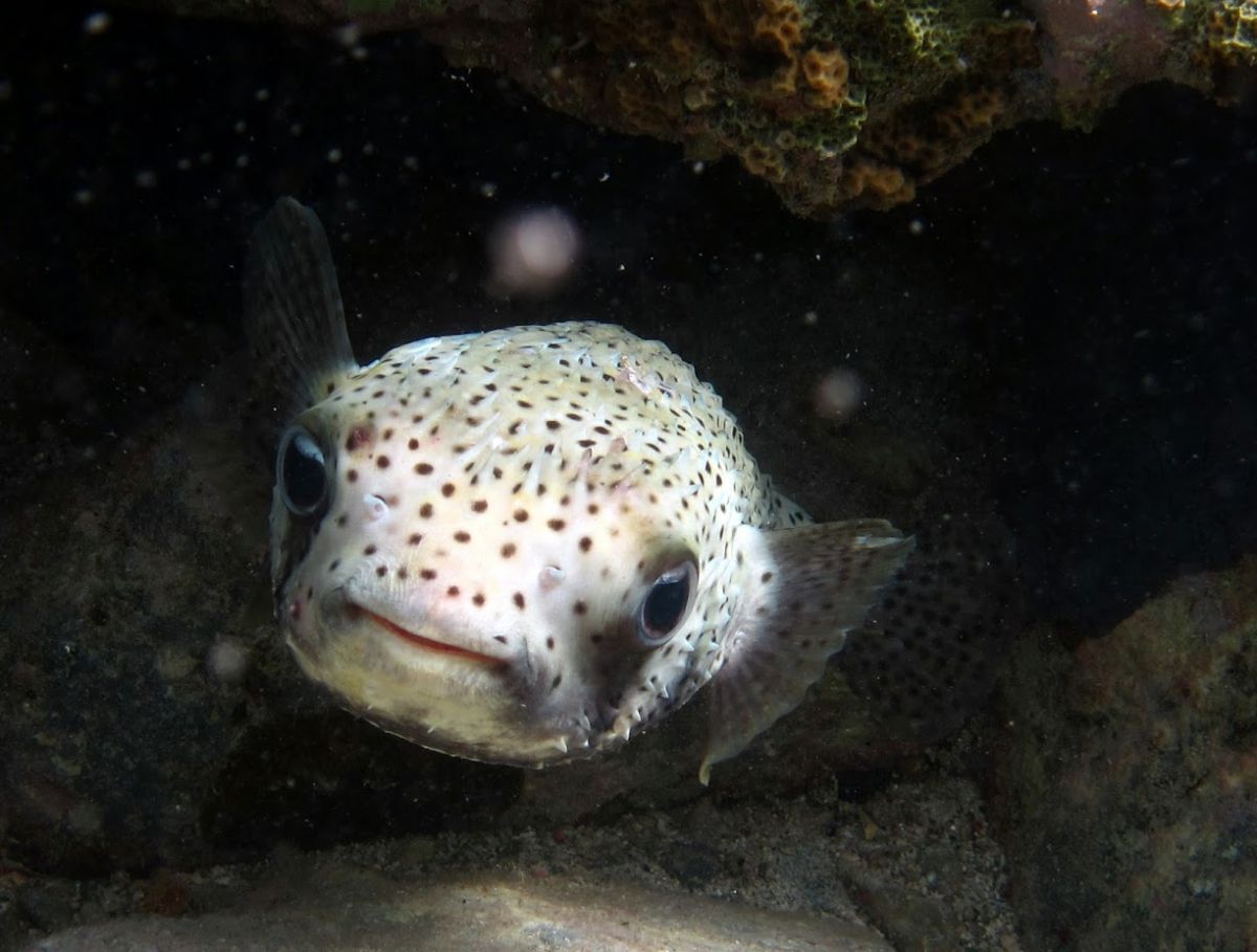 Spotted-burrfish