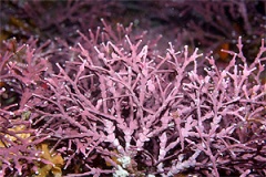 Branching-coralline-algae