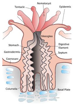 diagram of the polyp of a stony\ncoral