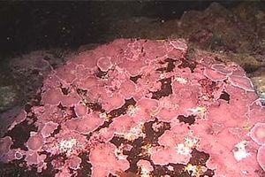 Encrusting_algae