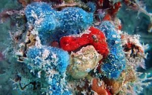 Encrusting\nSponge