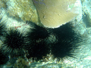 Diadema\nantillarum