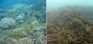 Before and after pictures of damages caused by Cyclone Yasi in\nMacDonald\nreef