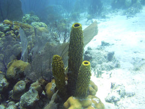 Free-Standing\nSponge