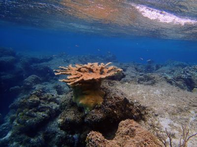 Elkhorn\ncoral