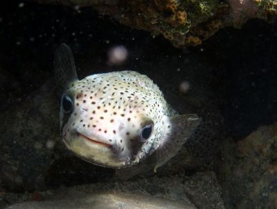 Spotted\nburrfish