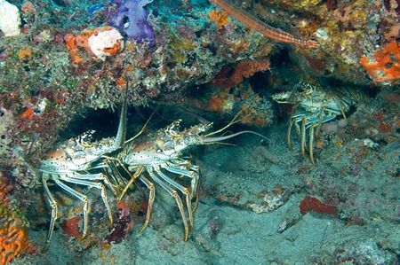 Caribbean_Spiny_Lobster_Condo