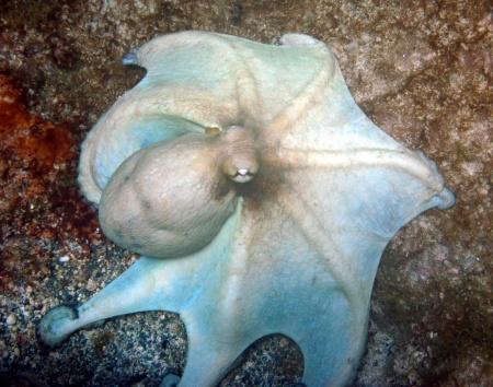 Common_Octopus