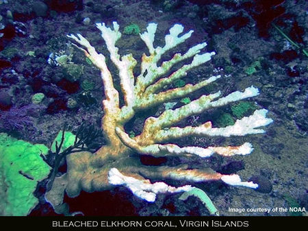 CoralBleach