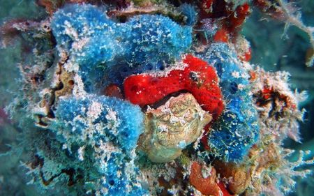 Encrustingsponge