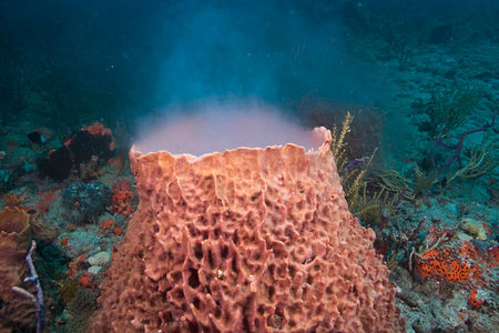 Spongereproduction