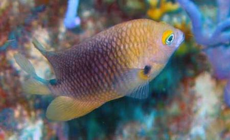 Threespotdamselfish