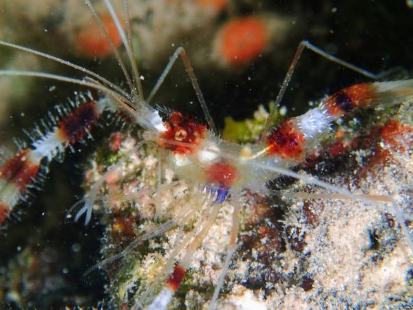 Banded-coral-shrimp