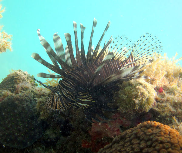 ENST259lionfish