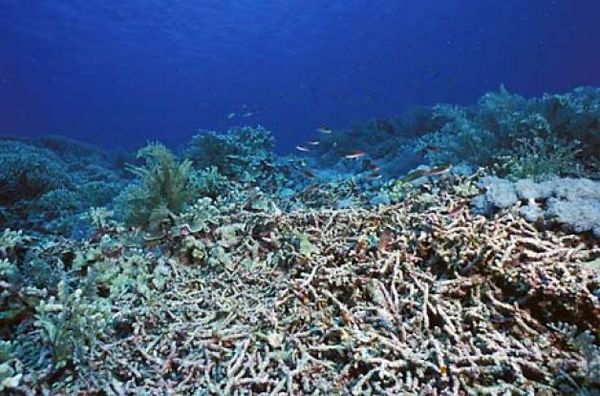 Flattenedcoral