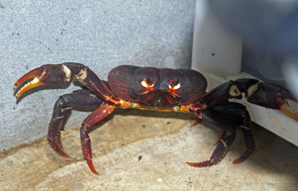 Land_crab