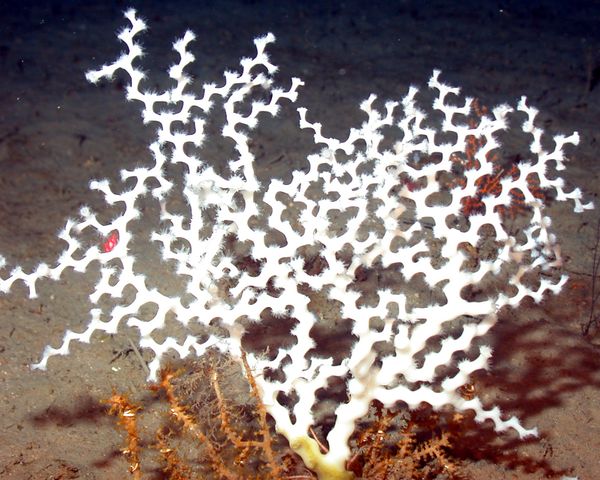 Madrepora_oculata