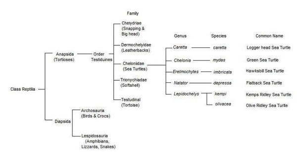 Phylogeny