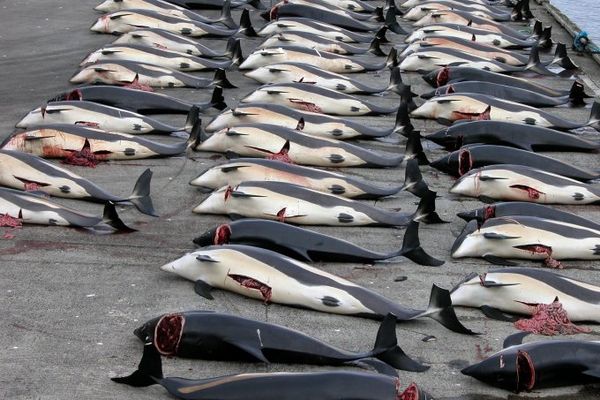 Whaling_in_the_faroe_islands