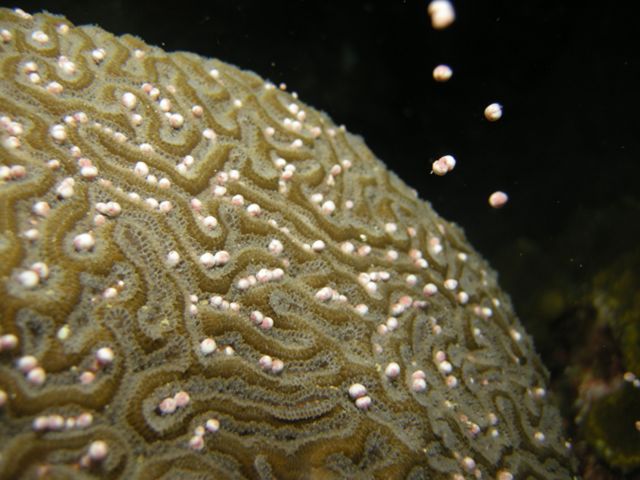 Brain_Coral_Spawn