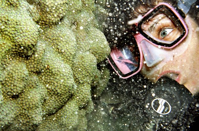 Coral_Spawn