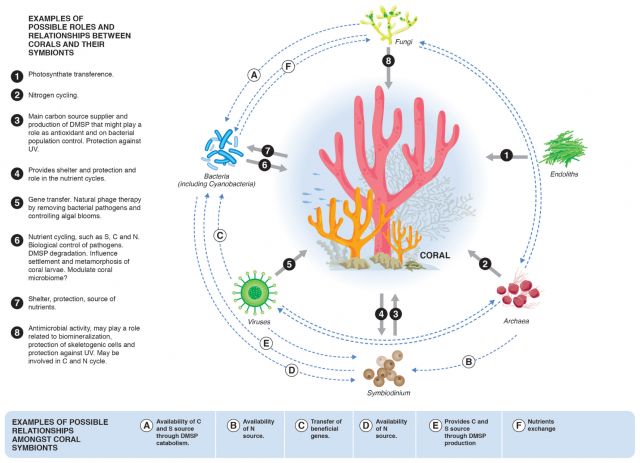 Coral_Symbionts