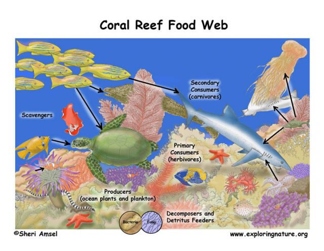 Coralreef_foodweb72