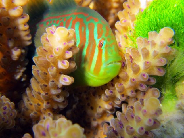 Goby_protecting_reef