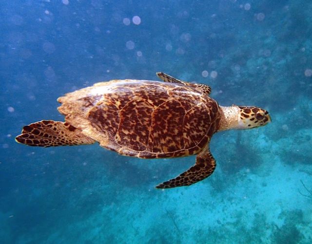 Hawksbill
