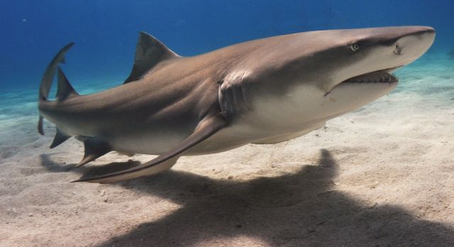 Lemonshark
