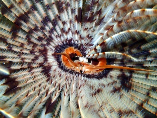 Magnificent Feather Duster (Brian Naess)