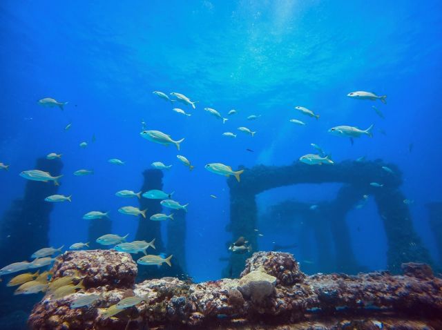 Nmreef