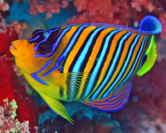 Regalfish