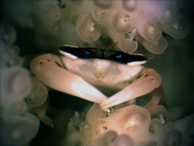 Stony_Coral_Crab