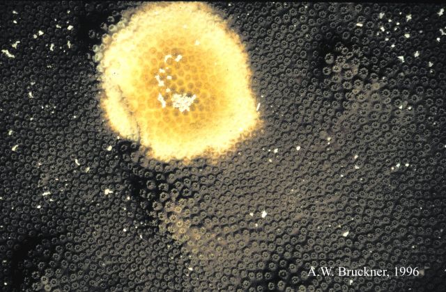 Yellow_blotch