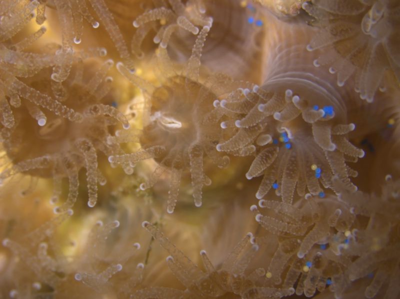 Coral-Eating-Microplastics