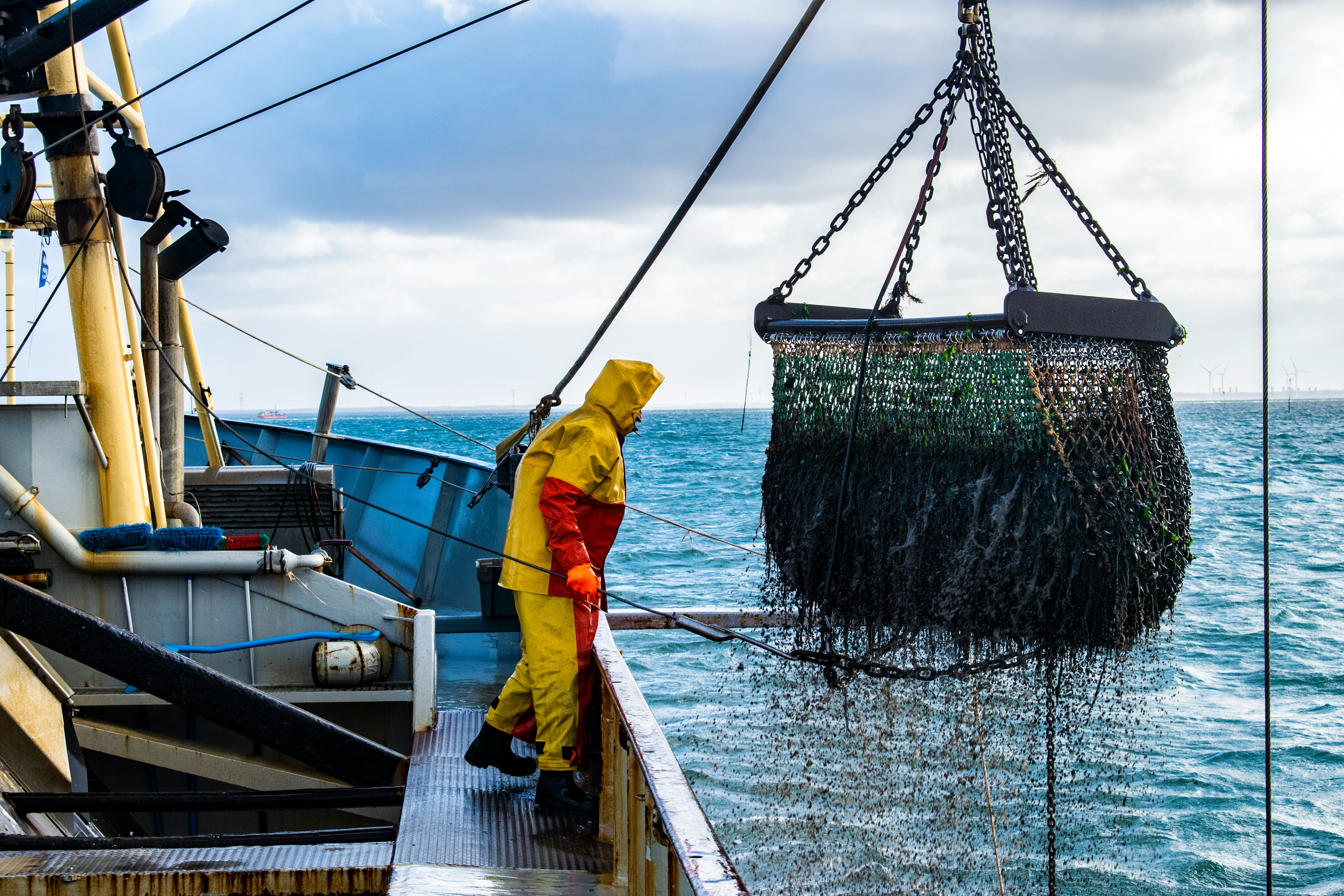 Sargassum Accumulation within Fishing Net