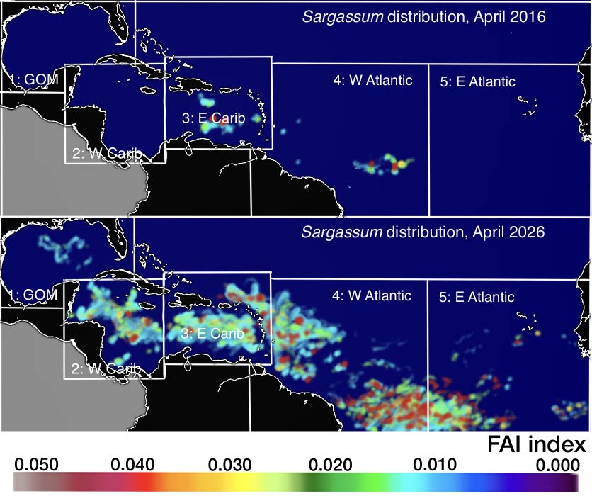 Sargassum Extent in April 2016 vs April 2026