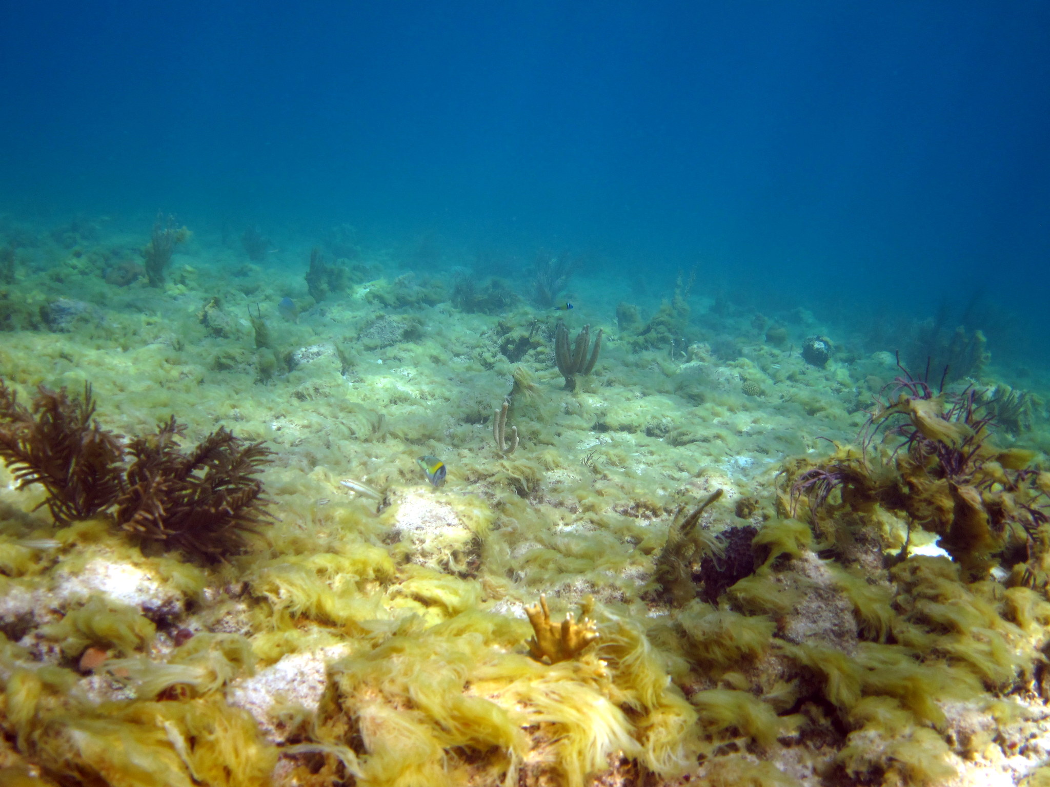 Yellow macroalgae