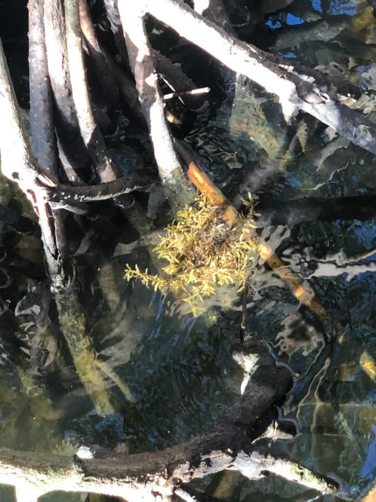 Sargassum trapped near the mangrove shoreline