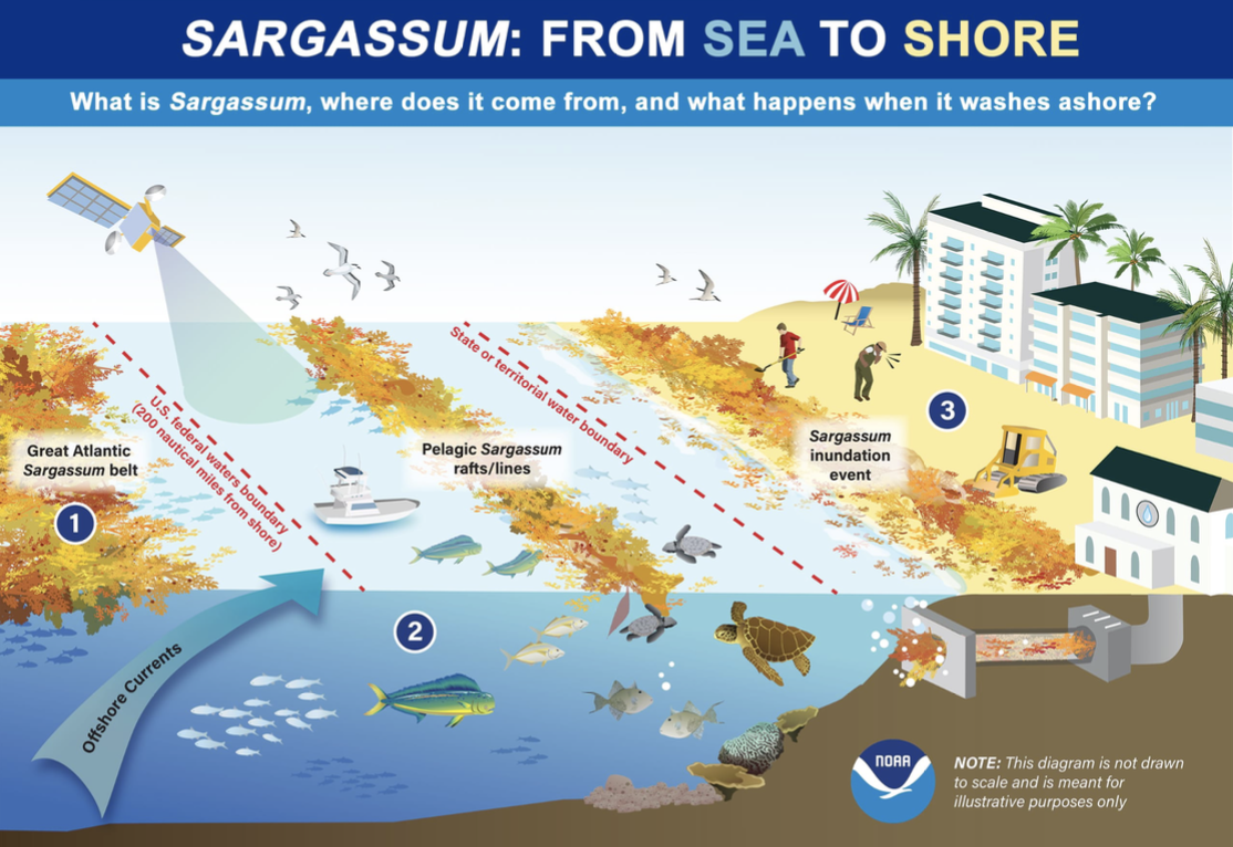 Sargassum Role Diagram