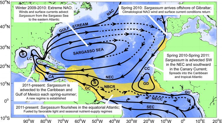 Sargassum pathways