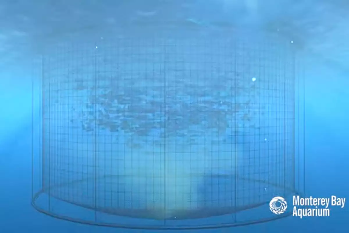 (/static/images/aquaculture_fish_farming_pens.jpg)