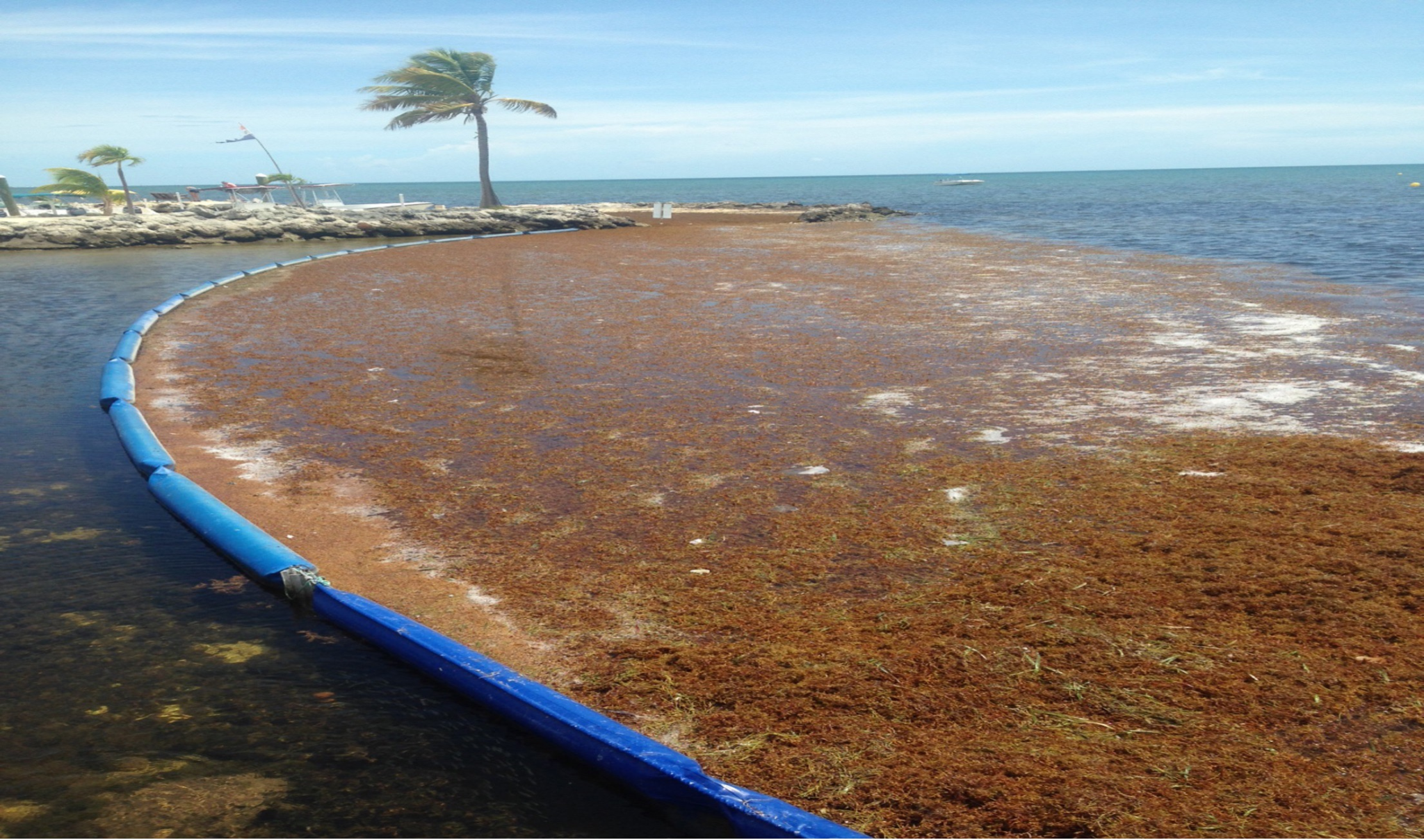 Sargassum boom area 1
