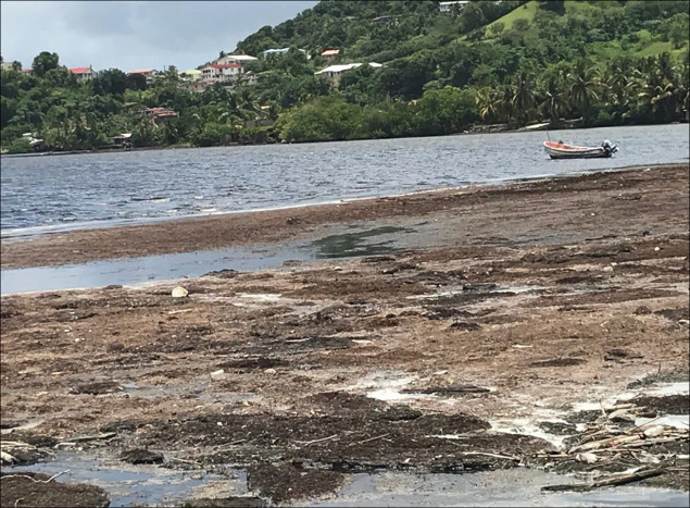 Sargassum on shoreline